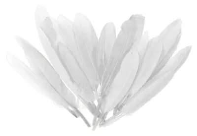 20 Entenfedern , 9-14 cm , weiß