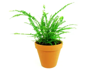 Obrázok produktu pre Gardners Nephrolepis cordifolia Duffii, priemer 6 cm