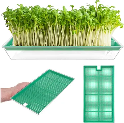 Immagine prodotto di Cassetta per germogli Clion grande 27 x 15 cm verde