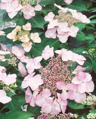 Produktbild von Hydrangea macrophylla 'Blaumeise rosa', Hortensie, rosa, 30–40 cm