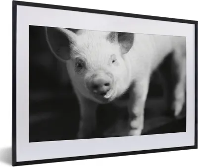 Produktbild von MuchoWow® MuchoWow® Gerahmtes Poster Nahaufnahme eines Schweins - schwarz und weiß 60x40 cm - Poster mit zchwarzem Bilderrahmen - Schlafzimmer - Plakat in Rahmen - Drucken