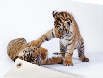 Produktbild von Gartenposter - 120x80 cm - Tigerjungen beim Spielen  - Modernes Wandbilder - Wilde Tierposter