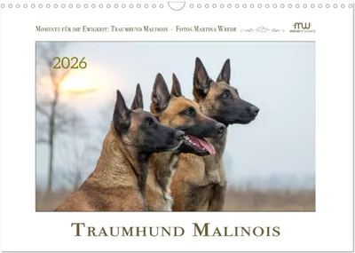 Produktbild von Traumhund Malinois (Wandkalender 2026 DIN A3 quer), CALVENDO Monatskalender