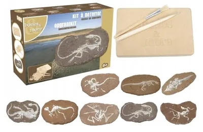 Produktbild von Großes Dinosaurierskelett auf einem Stein ausgegraben