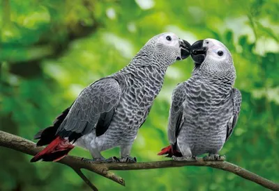 Produktbild von 3 D Ansichtskarte Graupapageien, Postkarte Wackelkarte Hologrammkarte Tiere Tier Vogel