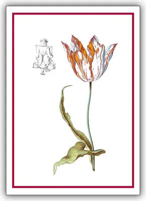 Produktbild von 5x Blumen Glückwunsch Klappkarten, Grußkarten mit Tulpe für Garten Freunde, DIN A6 gefaltet, inkl. Umschlag - 1a Grusskarte zu 1001 Anlass