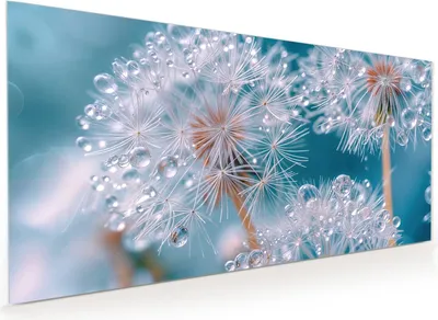Produktbild von Küchenrückwand Spritzschutz Glas mit Motiv Wassertropfen Pusteblume 40 x 40 cm