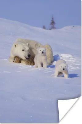 Produktbild von MuchoWow® Poster Eisbär - Kinder - Schnee 120x180 cm - Kunstposter
