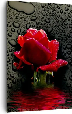 Produktbild von Bild auf Leinwand - Leinwandbild - Einteilig - Blume rote rose wasser tau - 80x120cm - Wand Bild - Wanddeko - Wandbilder - Leinwanddruck - Wanddekoration - Leinwand bilder - Wandbild - PA80x120-2367