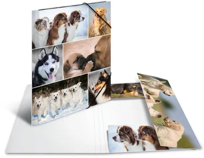 Produktbild von Sammelmappe A4 Pappe Hunde Packung mit 3 Stück