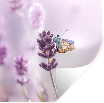 Produktbild von MuchoWow® Wandtattoo Wandsticker Wandaufkleber Lavendel - Schmetterling - Nahaufnahme - Lila 50x50 cm Selbstklebend und Repositionierbar - Selbstklebend - Fototapeten