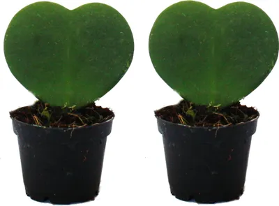 Immagine prodotto di Set con 2 piante Hoya kerii - pianta a foglia di cuore, pianta a cuore o piccola cara - in un vaso da 6 cm