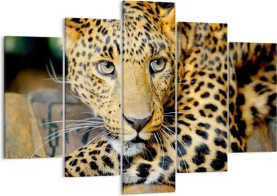 Produktbild von Bild auf Leinwand - Leinwandbild - Tiere gefährlich wilde katze - 150x100cm - Wand Bild - Wanddeko - Leinwanddruck - Bilder - Kunstdruck - Wanddekoration - Leinwand bilder - Wandkunst - EA150x100-2702