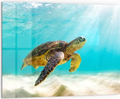 Produktbild von DEQORI Küchenrückwand Glas 80x60 cm 'Schildkröte unter Wasser' Spritzschutz Bad Rückwand