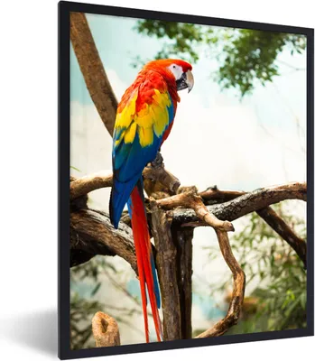 Produktbild von MuchoWow® Gerahmtes Poster Papagei - Vogel - Regenbogen - Tropisch 60x80 cm - Poster mit Schwarzem Bilderrahmen Wandposter Rahmen Foto Bilder - Premium - Wanddeko Wohnzimmer