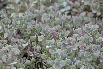 Produktbild von Sedum cauticola, Fetthenne, rosa Blüten, ca. 9x9 cm Topf