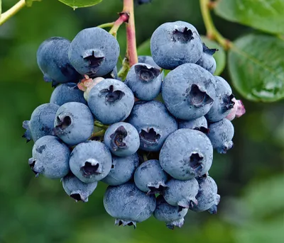Produktbild von Dehner Bio Heidelbeere Reka, Vaccinium corymbosum, reichtragende Selbstbefruchter-Sorte, insektenfreundlich, 30-50 cm, Ø Topf 13 cm, Beerenstrauch