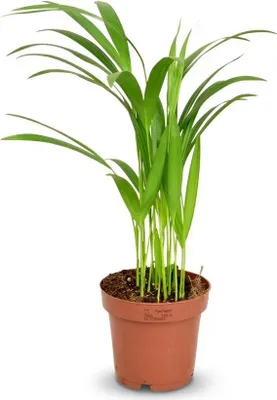 Produktbild von Areca Palme Areca Dypsis Lutescens Ø12cm Höhe40cm – Goldfruchtpalme mit gefiederten Blättern – Luftreinigende Zimmerpflanze für Wohnraum & Büro