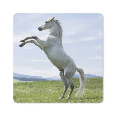 Produktbild von MuchoWow® Mauspad Mousepad Pferd - Aufzucht - Natur 20x20 cm - Mousepads - Maus Mat - Pad - Mausunterlage - Desk Mat - Bureauartikeln