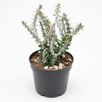 Image de Alluaudia procera - Arbre pieuvre - Rarité - 14cm Pot - 35cm de haut