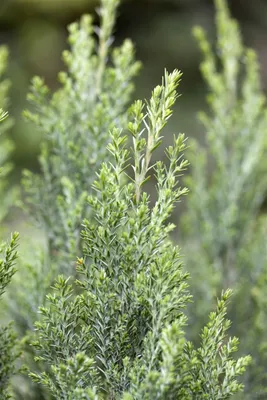 Produktbild von Chamaecyparis lawsoniana 'Ellwoodii', Blaue Scheinzypresse, 40–50 cm