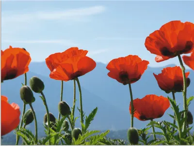 Produktbild von ARTland Wandbild Alu für Innen & Outdoor Mohnblüten vor Bergen Größe: 80x60 cm