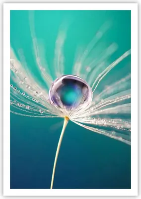Produktbild von Poster - Poster ohne Rahmen - Pflanze Natur - 70x100 cm - Wand Bild - Wanddeko - Wandbilder - Kunstposter - Wandposter - Bilder - Kunstdruck - Wanddekoration - Wandbild - P2XPA70x100-3991