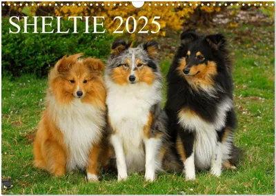 Produktbild von Sheltie 2025 (Wandkalender 2025 DIN A3 quer), CALVENDO Monatskalender