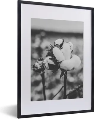 Produktbild von MuchoWow® Gerahmtes Poster Baumwolle - Pflanzen - Schwarz - Weiß 30x40 cm - Poster mit Schwarzem Bilderrahmen Wandposter Rahmen Foto Bilder - Wandposter Schlafzimmer