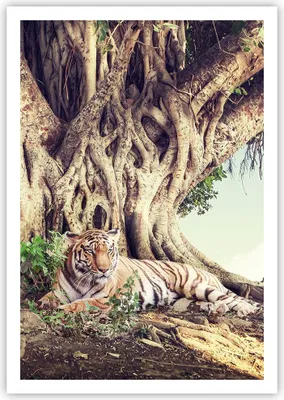 Produktbild von Poster - Poster ohne Rahmen - Tiger Wild Baum - 70x100 cm - Wand Bild - Wanddeko - Wandbilder - Kunstposter - Wandposter - Bilder - Kunstdruck - Wanddekoration - Wandbild - P2XPA70x100-5124