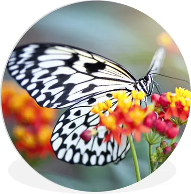 Produktbild von MuchoWow® Rundes Wandbild - Runde Bilder Schmetterling - Blume - Tiere Ø 60 cm Kreis Wanddekoration Kunststoff - Wandkreis - Wandschmuck - Wand Kreis - Das Schlafzimmer - Die Bilder - Wandmalerei - Kunst für das Haus - das Plastik