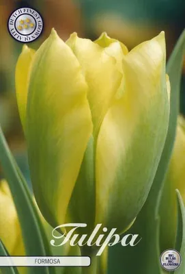 Artikelbild 1 von 'Tulpe Formosa (7 Stück)' aus der Kategorie Tulpenzwiebeln