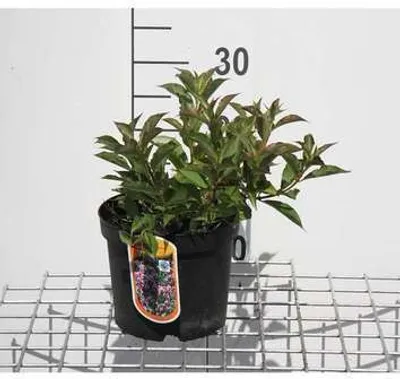 Zdjęcie produktu dla Weigela flor. 'Pink Poppet'® ('plangeni'®) - Weigela Florida Pink Poppet 30-40 cm - Pojemnik