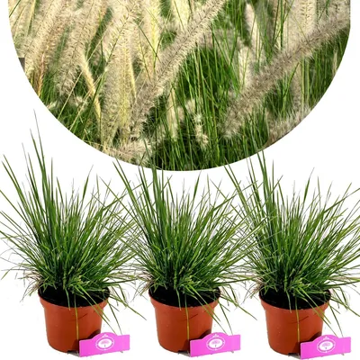 Obrázek produktu pro Sada 3 kusů lipnicovitých trav - Pennisetum alopecuroides 'Goldstrich' - výška 40 cm - květináč 2 l