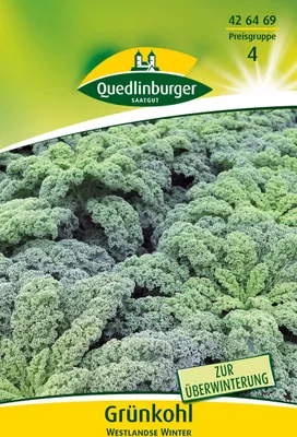 Produktbild von Grünkohl Westlandse Winter | Grünkohlsamen von Quedlinburger