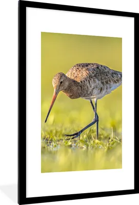 Produktbild von MuchoWow® Gerahmtes Poster Vögel - Gras - Landschaft - Uferschnepfe 60x90 cm - Poster mit Schwarzem Bilderrahmen Wandposter Rahmen Foto Bilder - Dekoration - Wandposter Wohnzimmer - Hochwertig