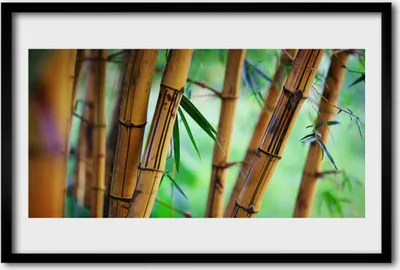 Produktbild von Bild 60x40 MDF-Rahmen Wandkunst Natur Bambuspflanze