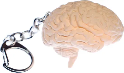 Produktbild von Gehirn Schlüsselanhänger Miniblings Anhänger Schlüsselring Organ Mensch Anatomie