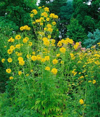 Produktbild von Rudbeckia laciniata 'Goldquelle', Sonnenhut, gelb, ca. 9x9 cm Topf