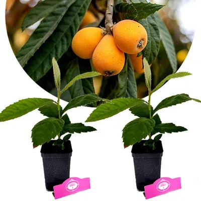 Obrázok produktu pre Sada 2 loquatov - Eriobotrya japonica - japonský loquat - výška 35 cm - 9 cm kvetináč
