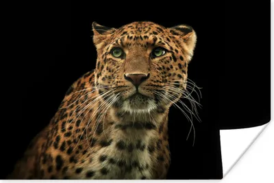 Produktbild von MuchoWow® Poster Panther - Schwarz - Grün 120x80 cm - Bilder