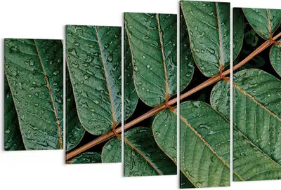 Produktbild von Bild auf Leinwand - Leinwandbild - 5 Teile - Tropfen Wasser Blätter - 150x100cm - Wand Bild - Wanddeko - Wandbilder - Leinwanddruck - Bilder - Wanddekoration - Leinwand bilder - EG150x100-4328