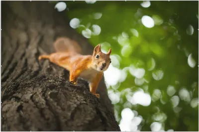 Produktbild von Wallario Wandbild Süßes neugieries Eichhörnchen an einem Baum, Größe: 61 x 91,5 cm, Poster mit rahmenlosen Bildhalter