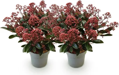 Produktbild von GreenboutiQ - Terrassenpflanze - Skimmia japonica Rubella - Blüte Rot - 15+ Blumen - 2 Pflanzen - Winterhart - Topf 15cm Höhe 30cm