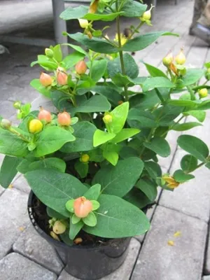 Produktbild von Hypericum inodorum Magical Pumpkin - Johanniskraut Magical Pumkin - Mannsblut 40-60