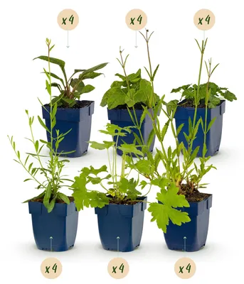 Produktbild von GreenboutiQ - Staudenpaket - Bienen- und Schmetterlingsanziehend - 24 Stauden - Für 3 m2 - Pflegeleicht - Topf 11cm