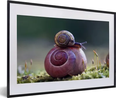 Produktbild von MuchoWow® MuchoWow® Gerahmtes Poster Schnecken - Gras - Frühling 60x40 cm - Poster mit zchwarzem Bilderrahmen - Schlafzimmer - Plakat in Rahmen - Drucken