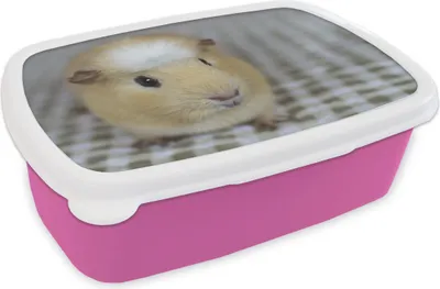Produktbild von KitchenYeah® Lunchbox Brotzeit Brotdose 17x11 cm Kleines Meerschweinchen Kinder Brotzeitdose - Lunchpaket - Brotkasten  - Sandwich Box