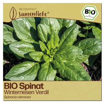 Produktbild von Samenliebe  Spinat Samen | Winterriesen Verdil - winterhart & sehr großblättrig - samenfestes  Saatgut