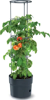 Produktbild von Tomatenpflanzer 15L anthrazit IPOM350-S433